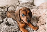 A Month of Cuddles and Chaos: Life with Puppy Coco