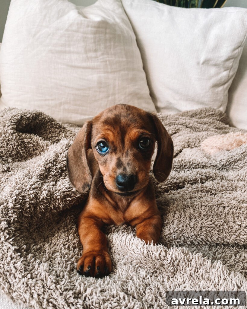 Two dachshunds, a brown puppy and an older black and tan dog, sitting together.
