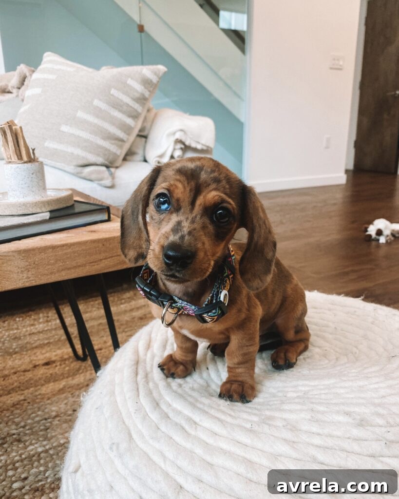 A small dachshund puppy sleeping peacefully in its crate with a cozy blanket.