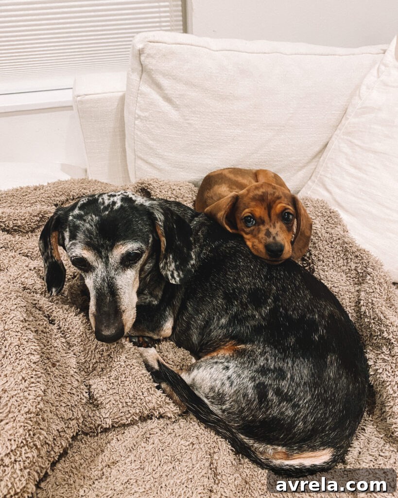 A dachshund puppy playing with a toy on a blanket.